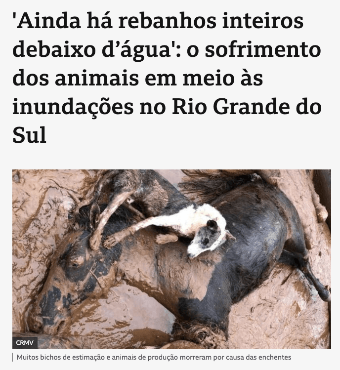 Segunda Notícia: Rebanhos e animais afogados